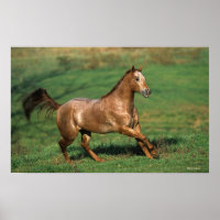 Appaloosa Pferd auf Grassy Field