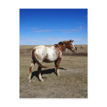 Appaloosa-Pferd auf Sommergewächsen