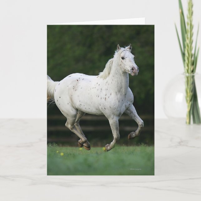 Appaloosa-Pferd, das 1 laufen lässt Karte (Vorderseite)