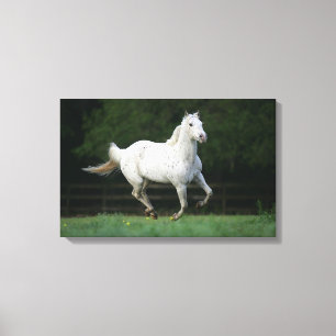 Appaloosa-Pferd, das 1 laufen lässt Leinwanddruck
