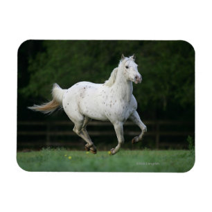Appaloosa-Pferd, das 1 laufen lässt Magnet
