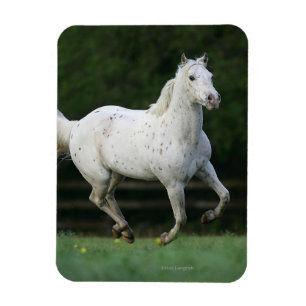 Appaloosa-Pferd, das 1 laufen lässt Magnet