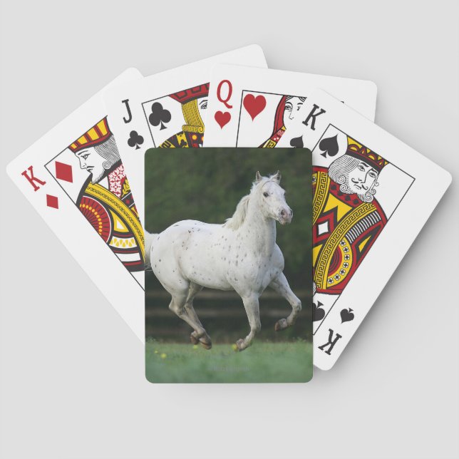 Appaloosa-Pferd, das 1 laufen lässt Spielkarten (Rückseite)