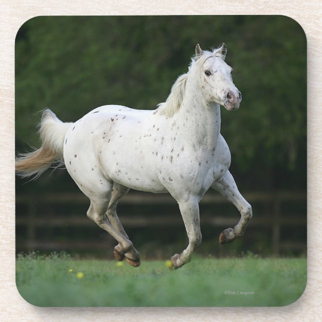 Appaloosa-Pferd, das 1 laufen lässt Untersetzer (Vorderseite)