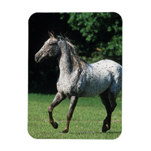 Appaloosa-Pferd, das 2 laufen lässt Magnet