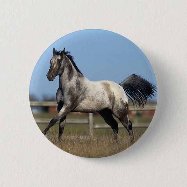 Appaloosa-Pferd, das 3 laufen lässt Button (Vorderseite)