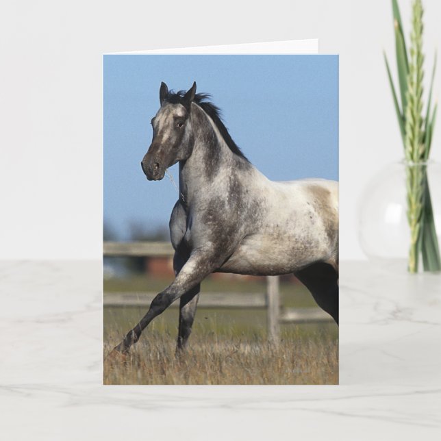 Appaloosa-Pferd, das 3 laufen lässt Karte (Vorderseite)