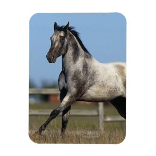 Appaloosa-Pferd, das 3 laufen lässt Magnet