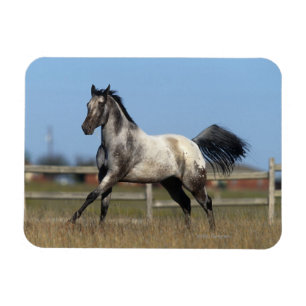 Appaloosa-Pferd, das 3 laufen lässt Magnet