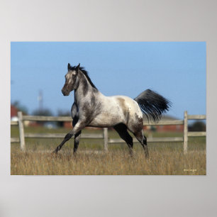 Appaloosa-Pferd, das 3 laufen lässt Poster