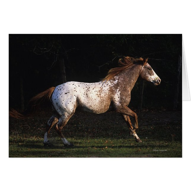 Appaloosa-Pferd, das 4 laufen lässt (Vorderseite (Horizontal))