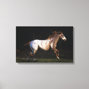 Appaloosa-Pferd, das 4 laufen lässt Leinwanddruck
