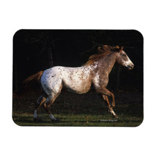 Appaloosa-Pferd, das 4 laufen lässt Magnet