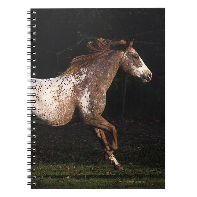 Appaloosa-Pferd, das 4 laufen lässt Notizblock (Vorderseite)