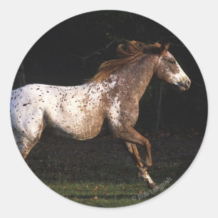 Appaloosa-Pferd, das 4 laufen lässt Runder Aufkleber