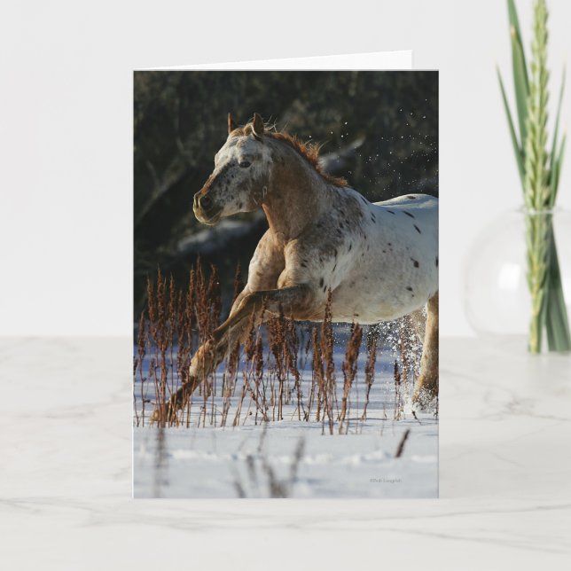 Appaloosa-Pferd, das in den Schnee läuft Karte (Vorderseite)