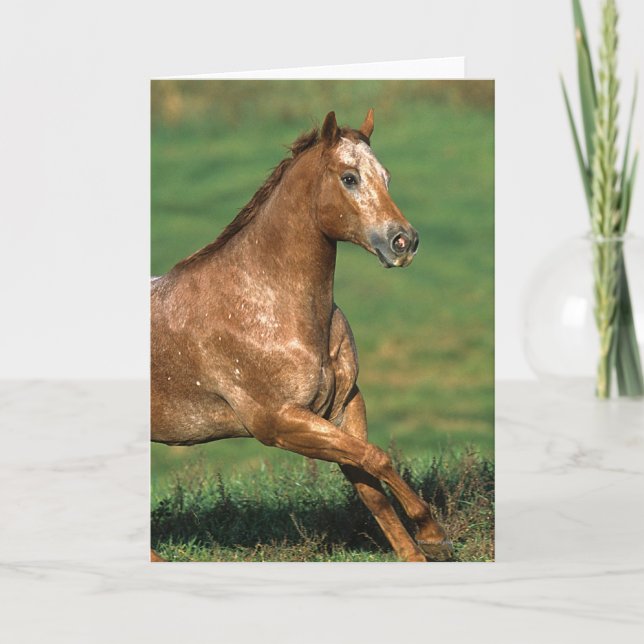 Appaloosa-Pferd, das in grasartiges Feld läuft Karte (Vorderseite)