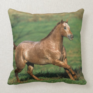 Appaloosa-Pferd, das in grasartiges Feld läuft Kissen