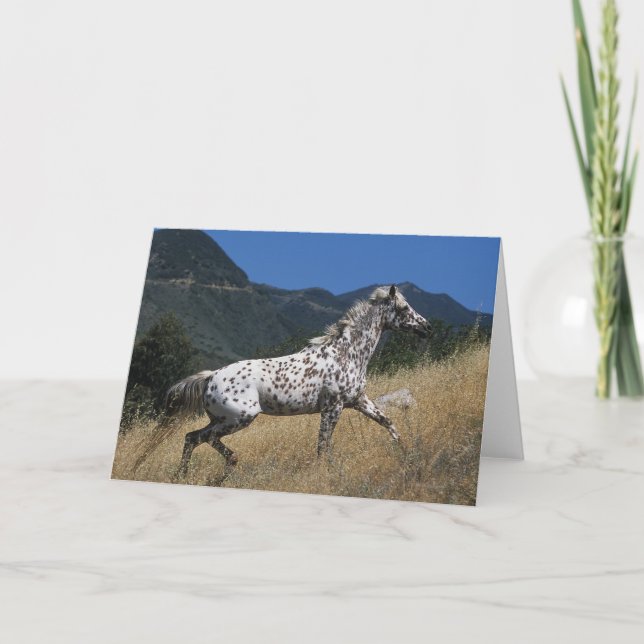 Appaloosa-Pferd, das oben Berg laufen lässt Karte (Vorderseite)