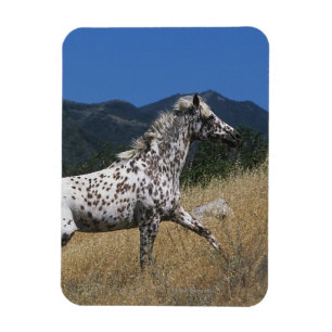 Appaloosa-Pferd, das oben Berg laufen lässt Magnet