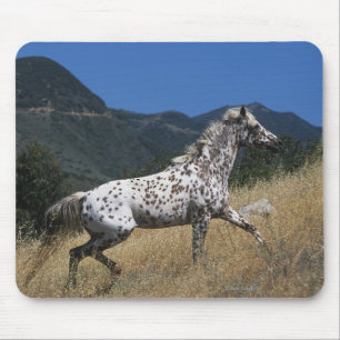Appaloosa-Pferd, das oben Berg laufen lässt Mousepad