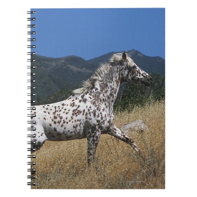 Appaloosa-Pferd, das oben Berg laufen lässt Notizblock (Vorderseite)