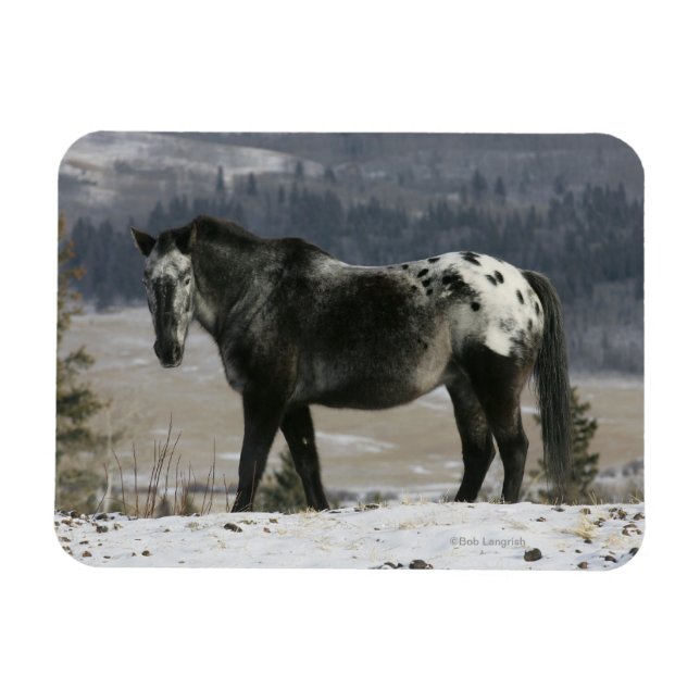 Appaloosa Pferd im Schnee Magnet (Horizontal)