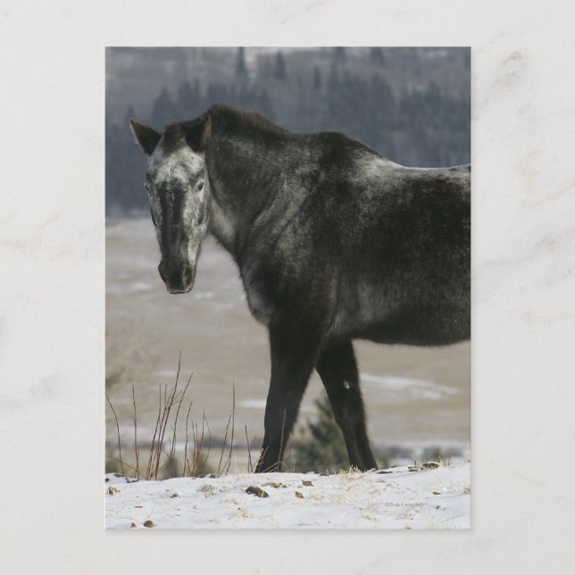 Appaloosa Pferd im Schnee Postkarte (Vorderseite)