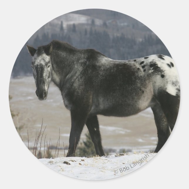 Appaloosa Pferd im Schnee Runder Aufkleber (Vorderseite)
