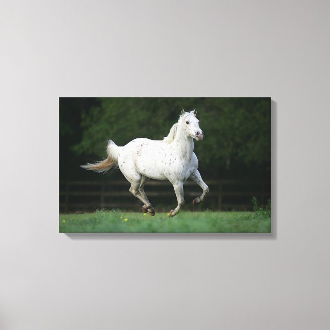 Appaloosa Pferd läuft 1 Leinwanddruck (Vorderseite)