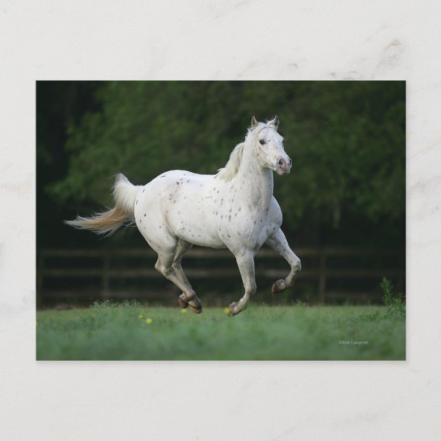 Appaloosa Pferd läuft 1 Postkarte (Vorderseite)