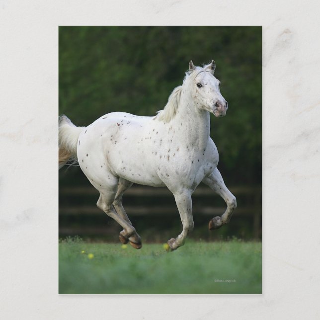 Appaloosa Pferd läuft 1 Postkarte (Vorderseite)