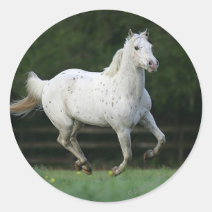 Appaloosa Pferd läuft 1 Runder Aufkleber