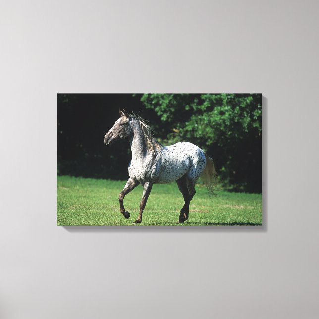 Appaloosa Pferd läuft 2 Leinwanddruck (Vorderseite)