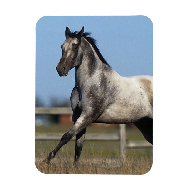 Appaloosa Pferd läuft 3 Magnet (Vertikal)