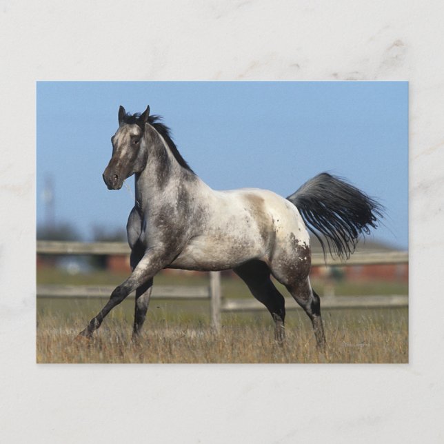 Appaloosa Pferd läuft 3 Postkarte (Vorderseite)