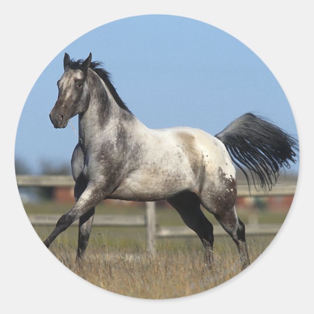 Appaloosa Pferd läuft 3 Runder Aufkleber (Vorderseite)