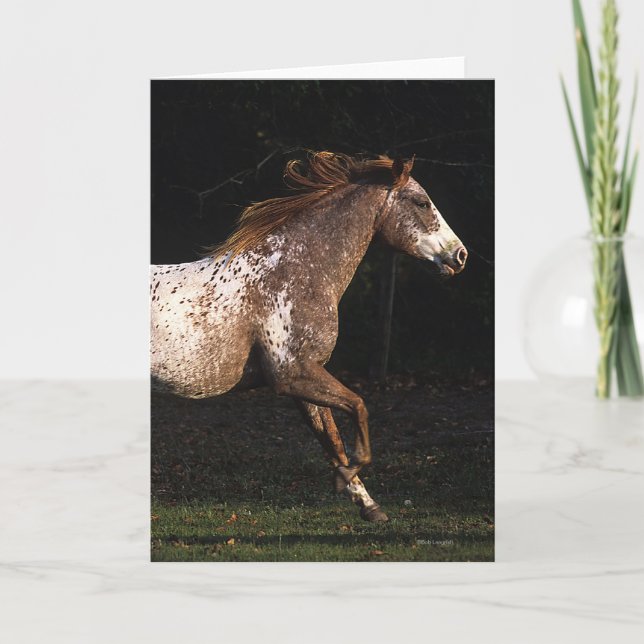 Appaloosa Pferd läuft 4 Karte (Vorderseite)