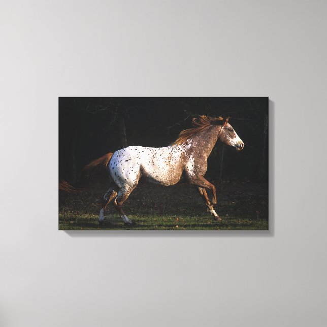Appaloosa Pferd läuft 4 Leinwanddruck (Vorderseite)
