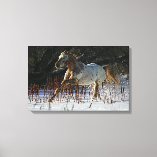 Appaloosa Pferd läuft im Schnee Leinwanddruck (Vorderseite)