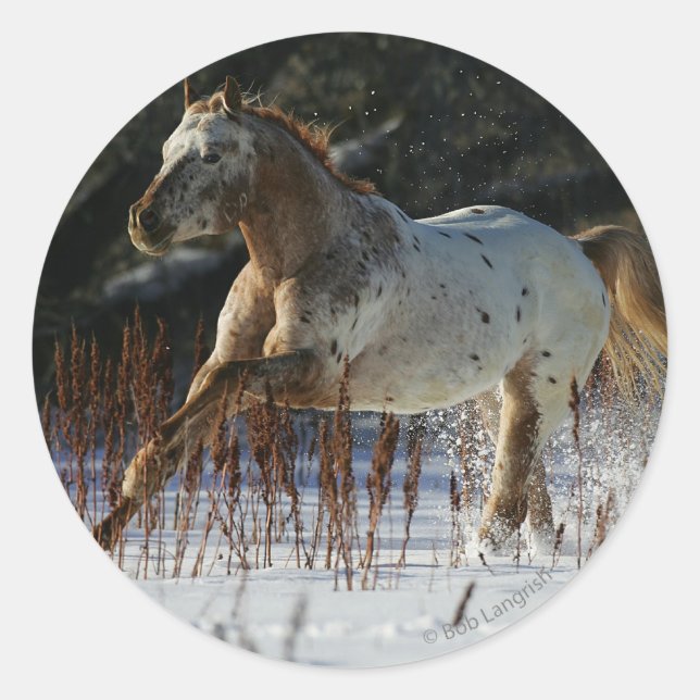 Appaloosa Pferd läuft im Schnee Runder Aufkleber (Vorderseite)