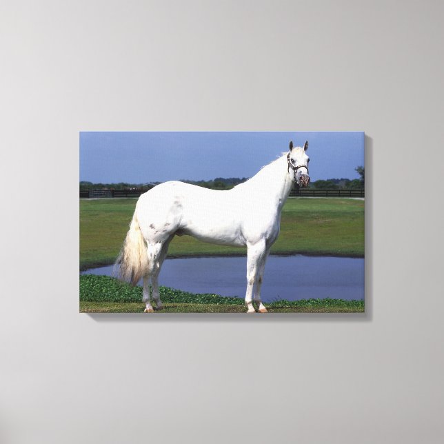 Appaloosa Pferd Leinwanddruck (Vorderseite)