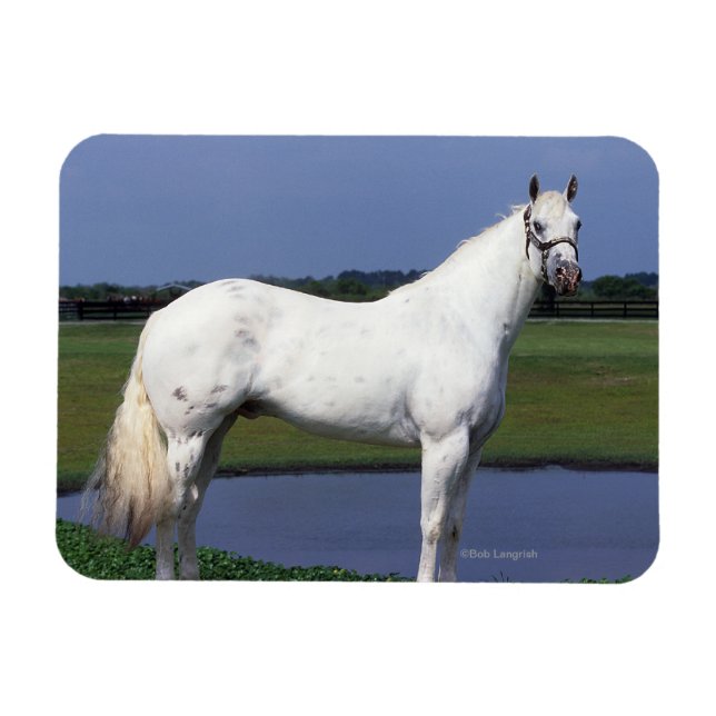 Appaloosa Pferd Magnet (Horizontal)