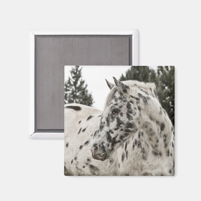 Appaloosa Pferd Magnet (Vorderseite/Rückseite)