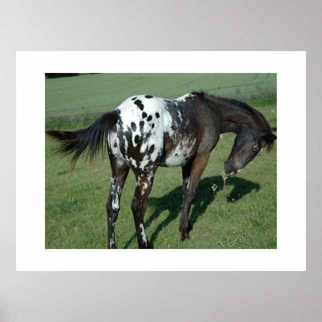 Appaloosa Pferd Poster (Vorne)