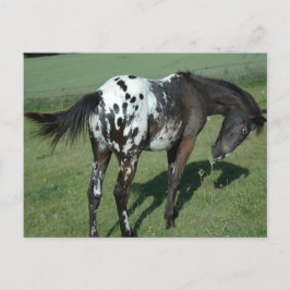 Appaloosa Pferd Postkarte