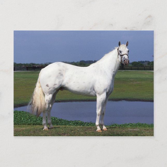 Appaloosa Pferd Postkarte (Vorderseite)