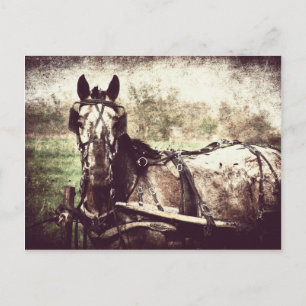 Appaloosa Pferd Postkarte