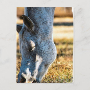 Appaloosa Pferd Postkarte