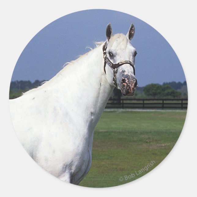Appaloosa Pferd Runder Aufkleber (Vorderseite)